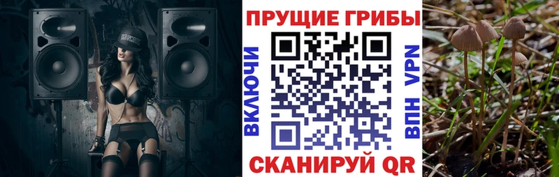 blacksprut зеркало  Боровичи  Псилоцибиновые грибы Psilocybe 